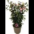 Fuchsia Elma Spalier P15 cm