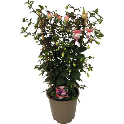 Fuchsia Elma Spalier P15 cm