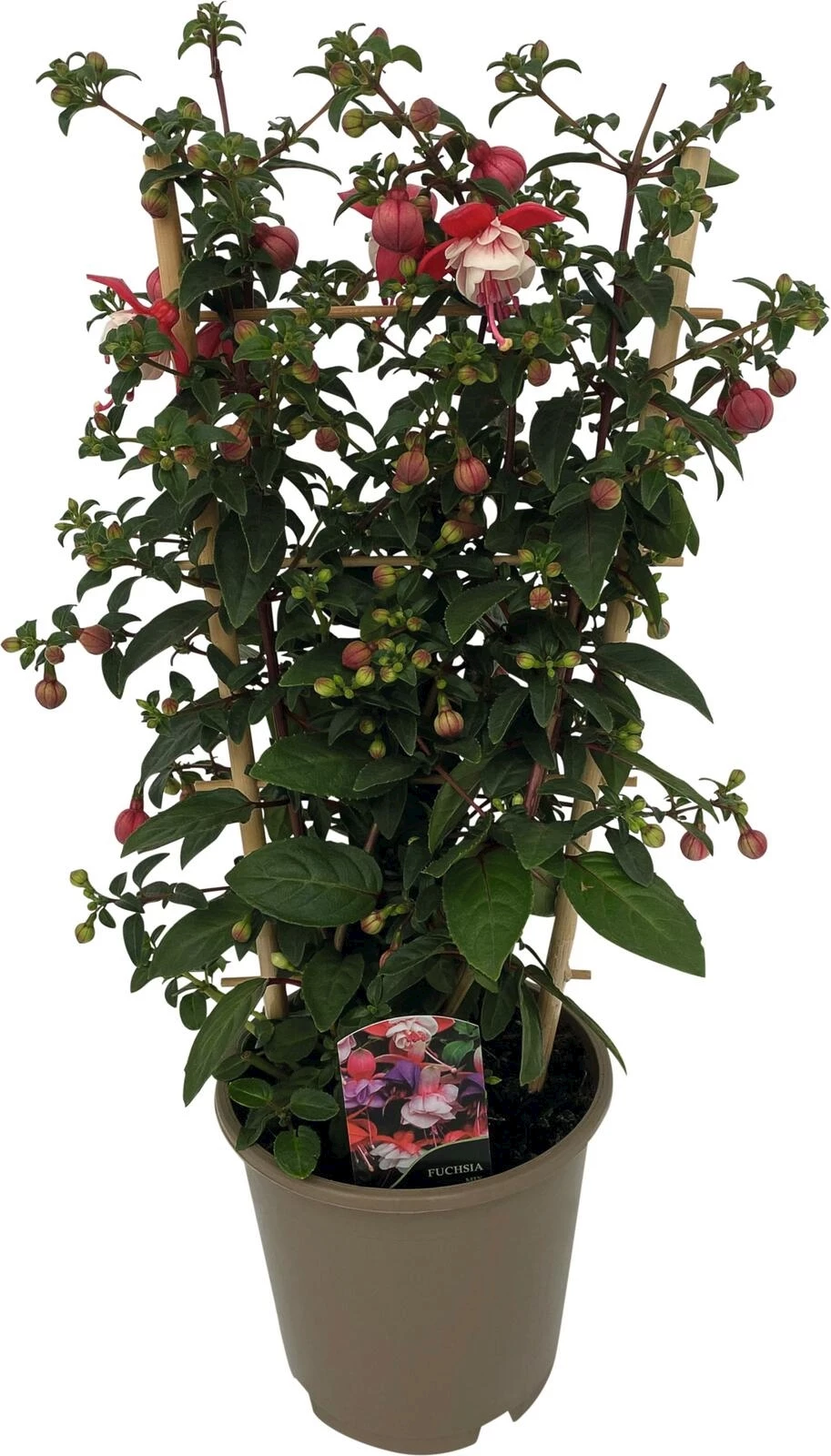 Fuchsia Britney Spalier P15 cm