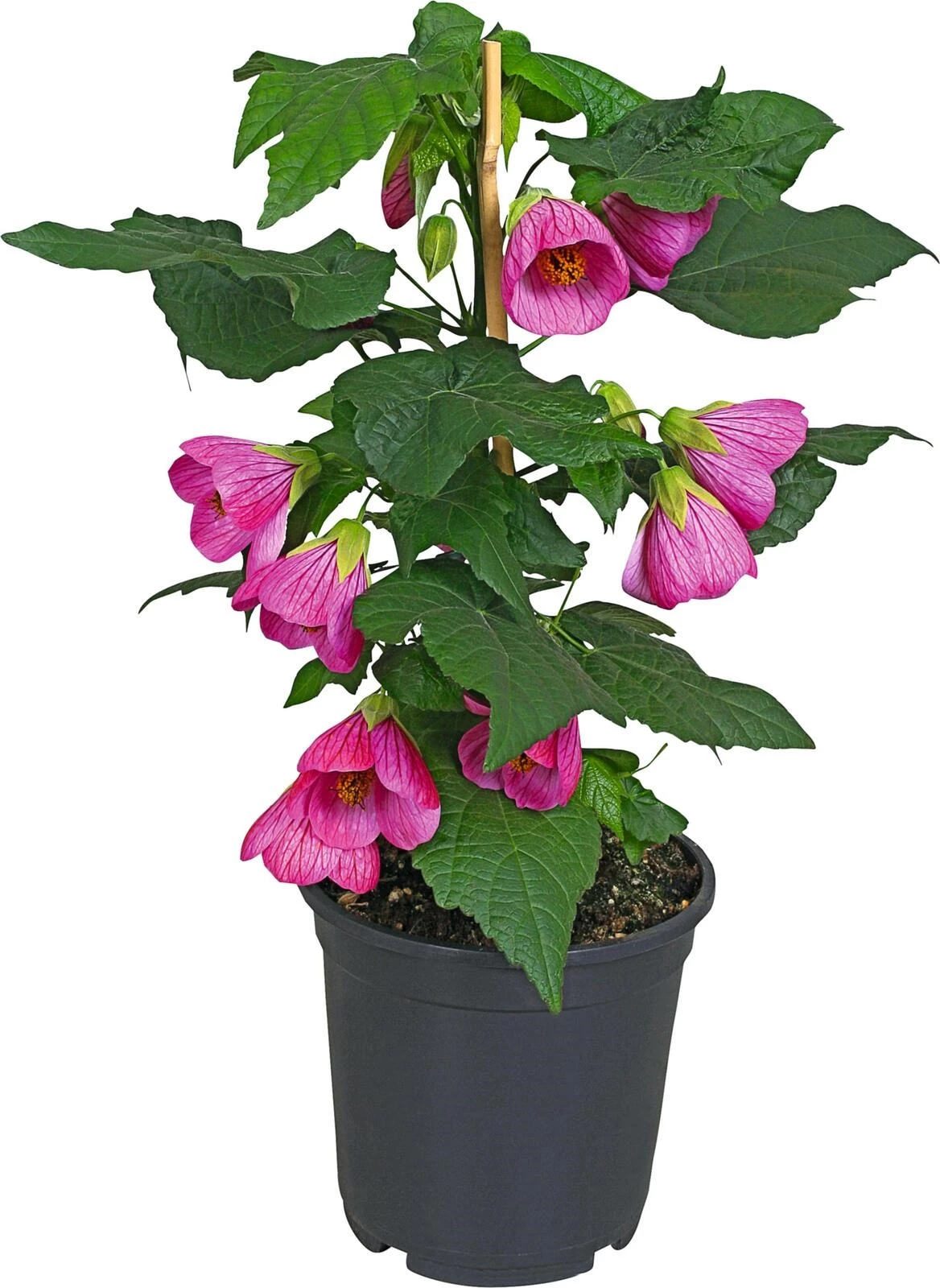 Abutilon rose P15 cm