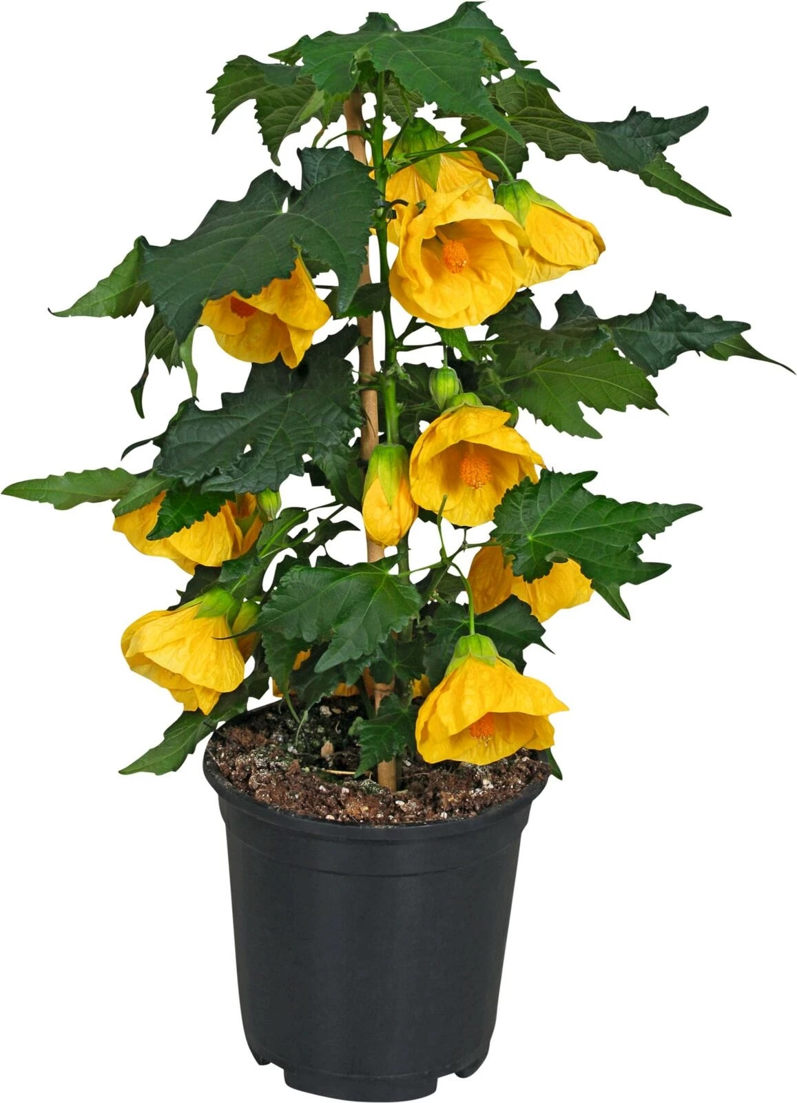 Abutilon gelb P15 cm