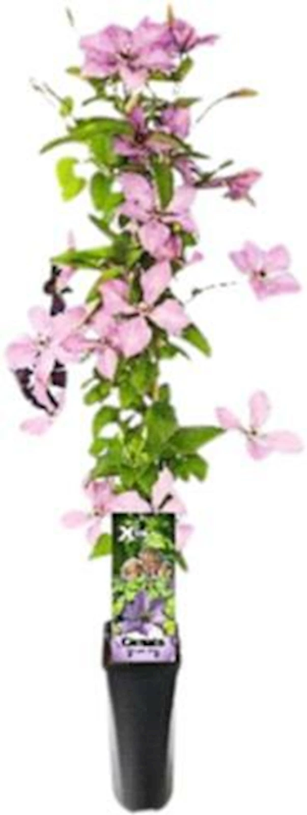Clematis Xtra Flowers rosa P2 l