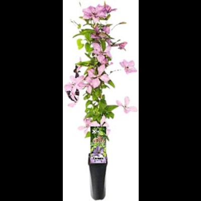 Clematis Xtra Flowers rosa P2 l