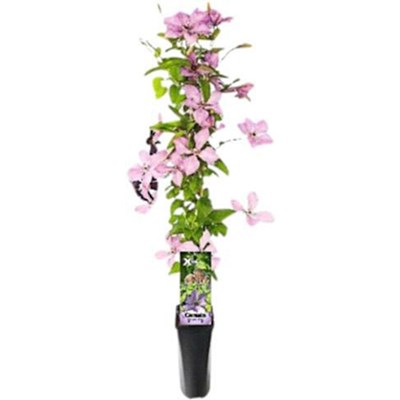 Clematis Xtra Flowers rosa P2 l