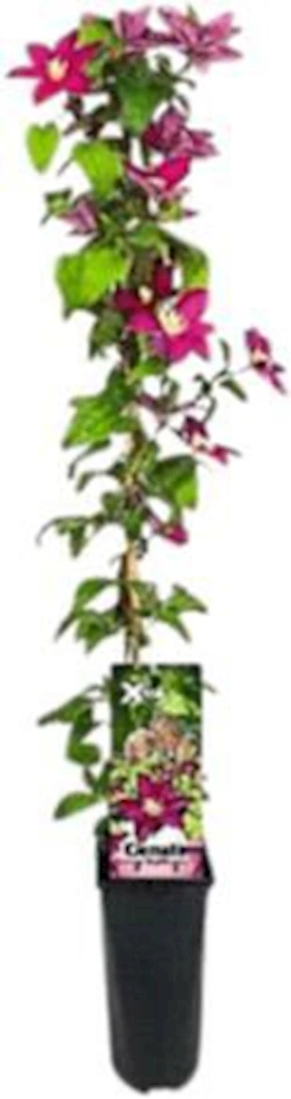 Clematis Xtra Flowers rot P2 l