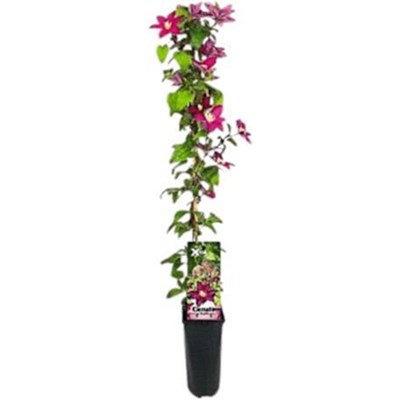 Clematis Xtra Flowers rouge P2 l
