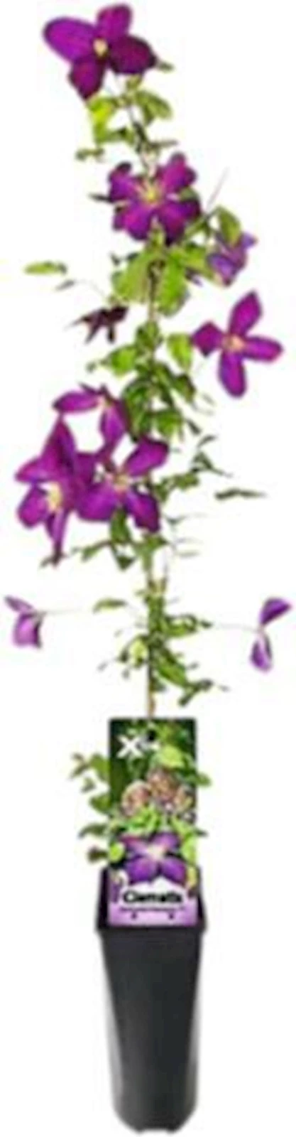 Clematis Xtra Flowers violett P2 l