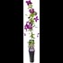 Clematis Xtra Flowers violett P2 l