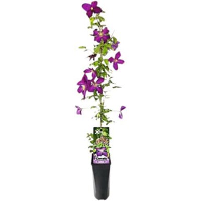 Clematis Xtra Flowers violett P2 l