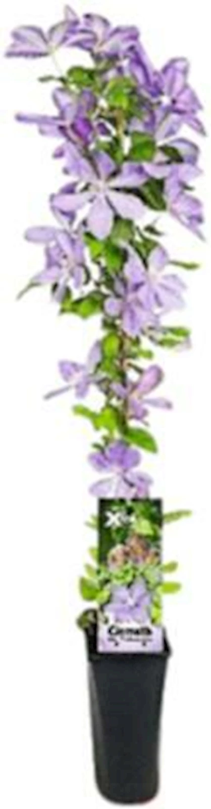 Clematis Xtra Flowers bleu P2 l