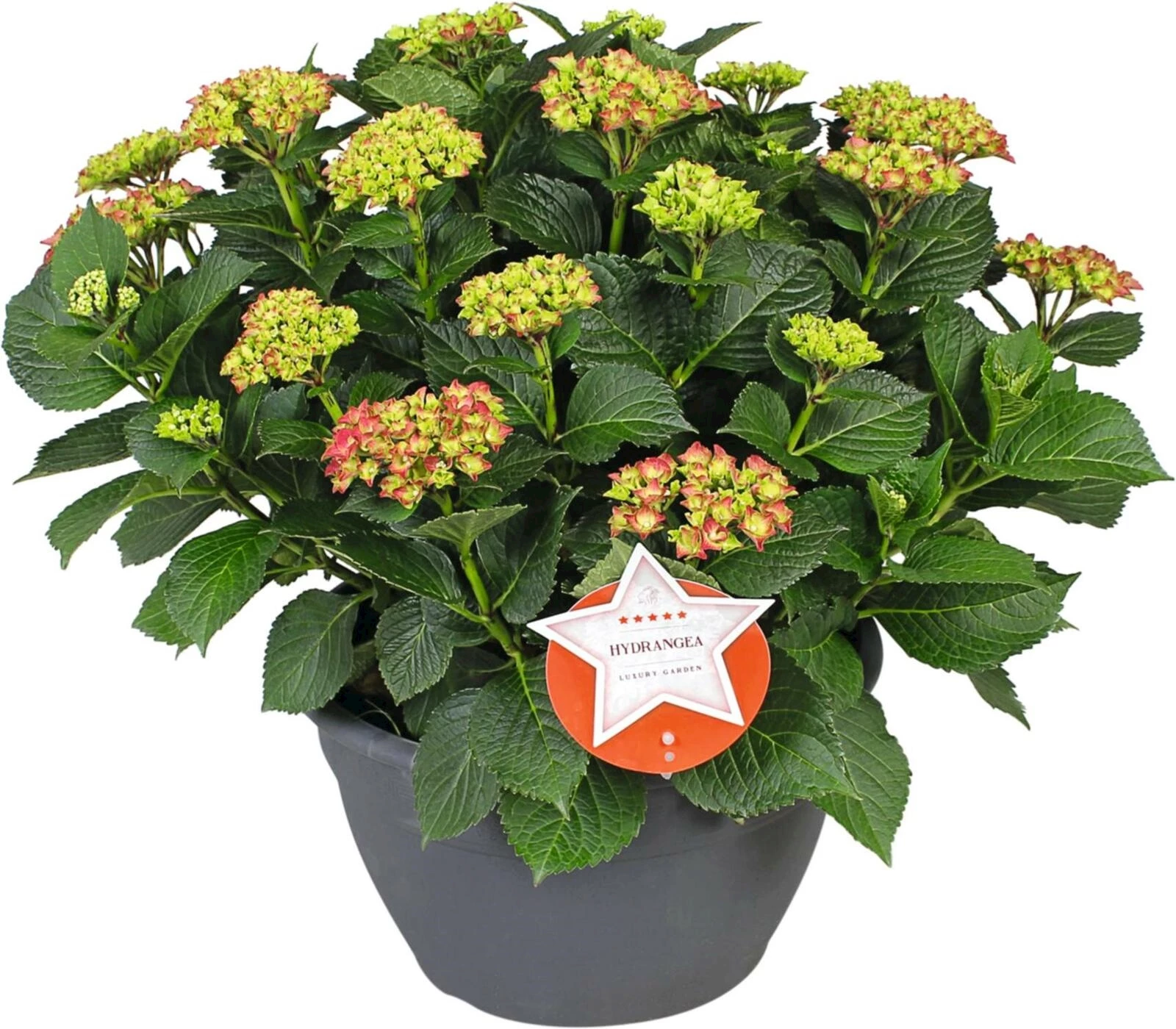 Hydrangea XXL rot P30 cm