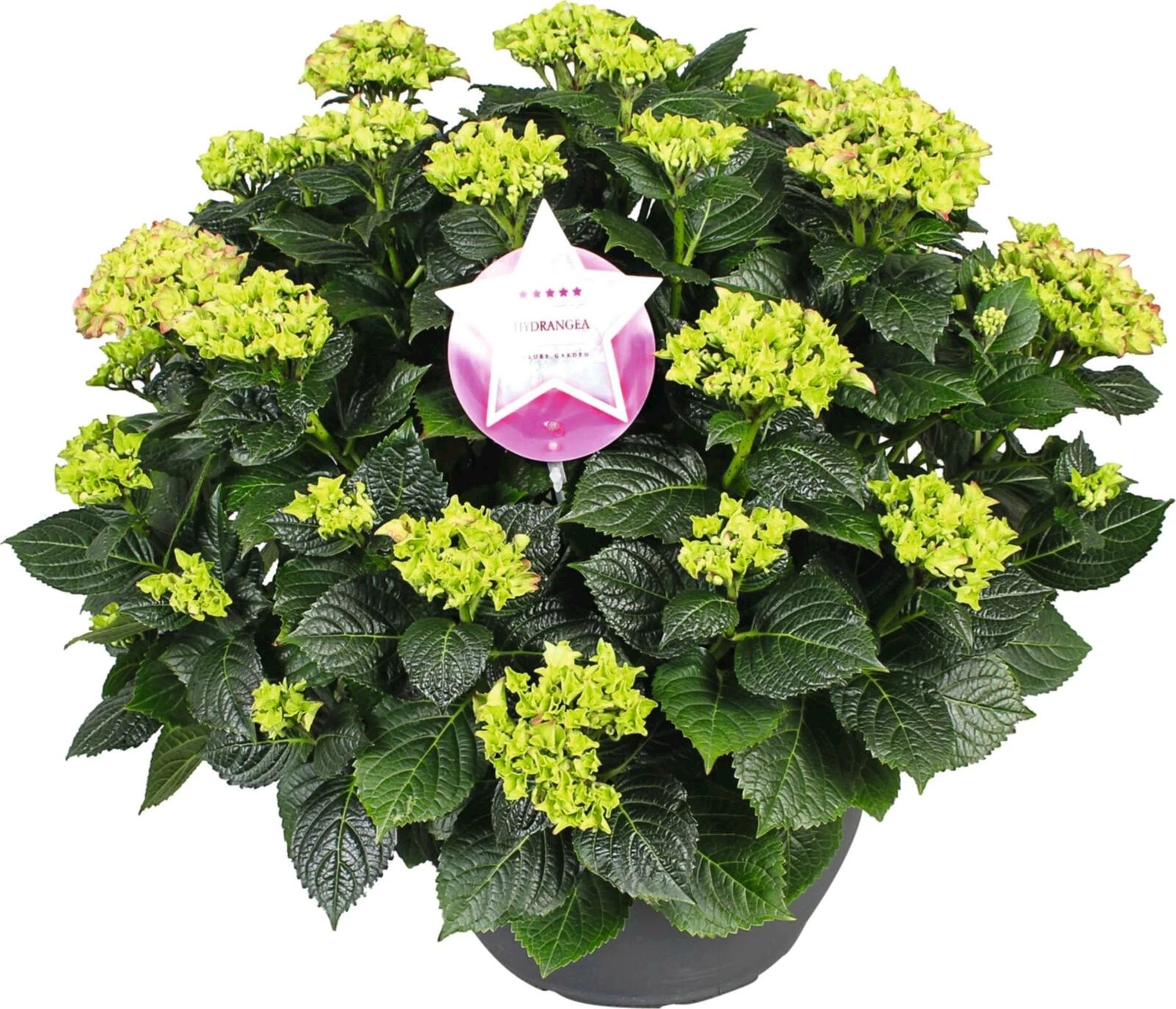 Hydrangea XXL rosa P30 cm