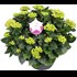 Hydrangea XXL rosa P30 cm