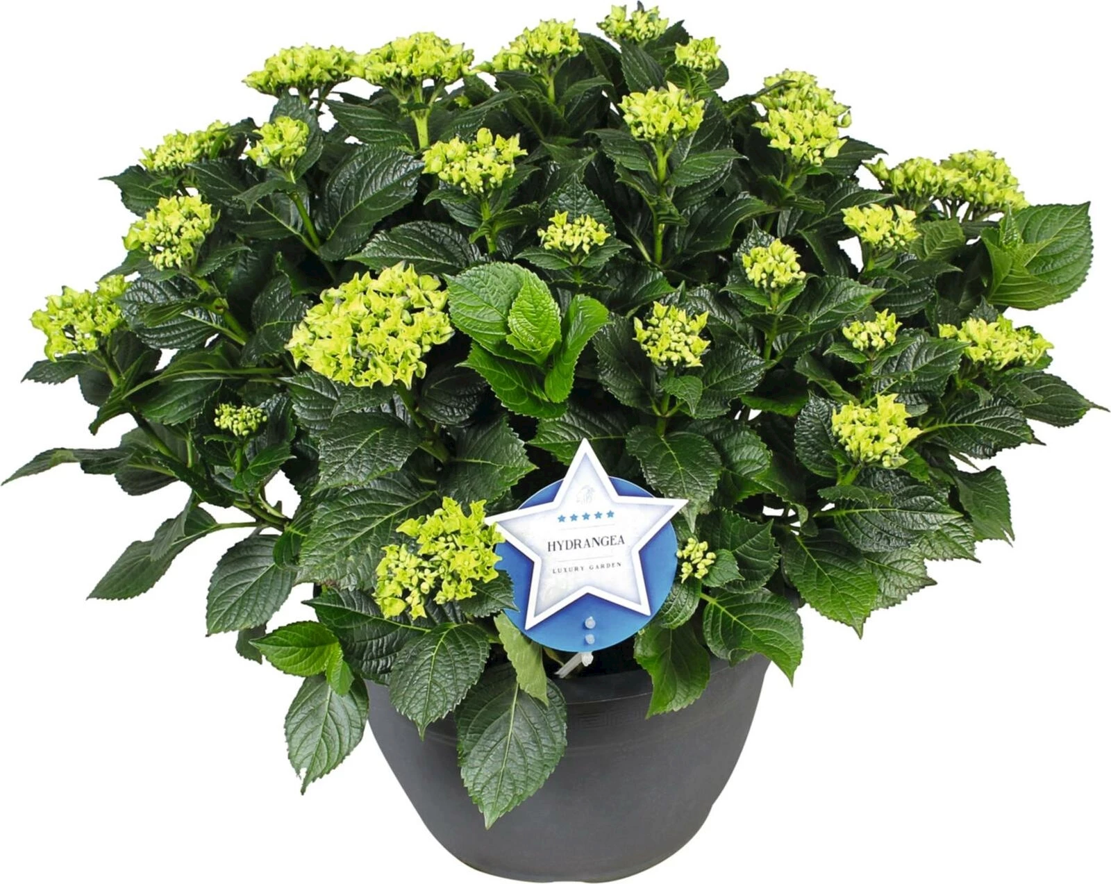 Hydrangea XXL blau P30 cm