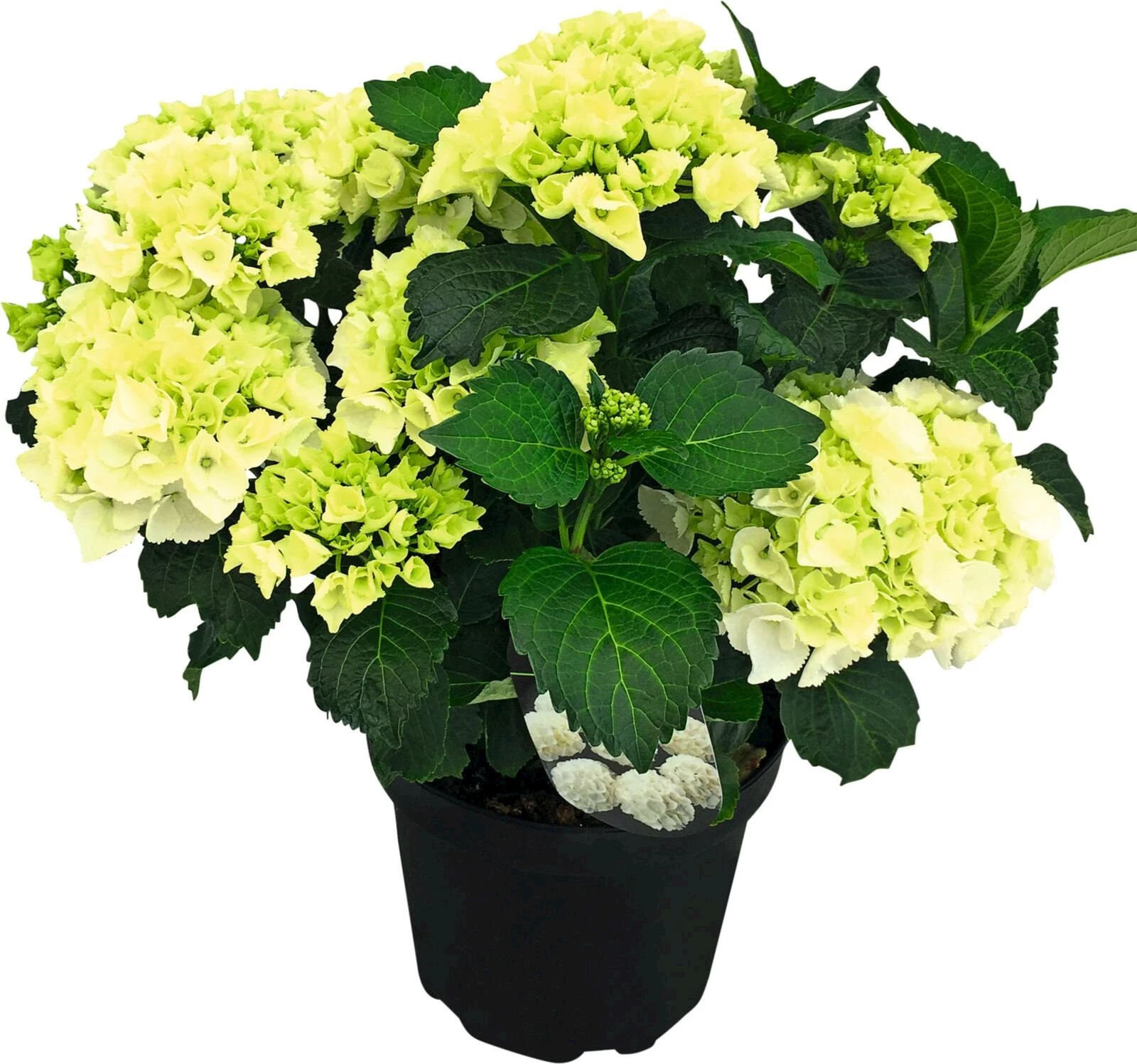 Hydrangea Premium 15+ blanc P23 cm