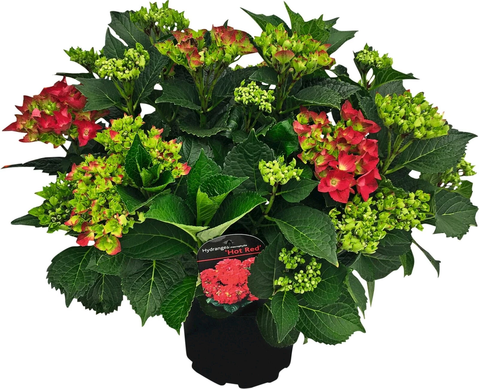 Hydrangea Premium 15+ rot P23 cm
