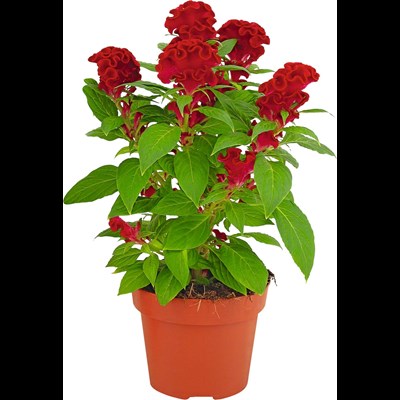 Celosia Cristata rouge P13 cm