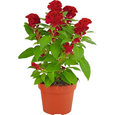 Celosia Cristata rouge P13 cm