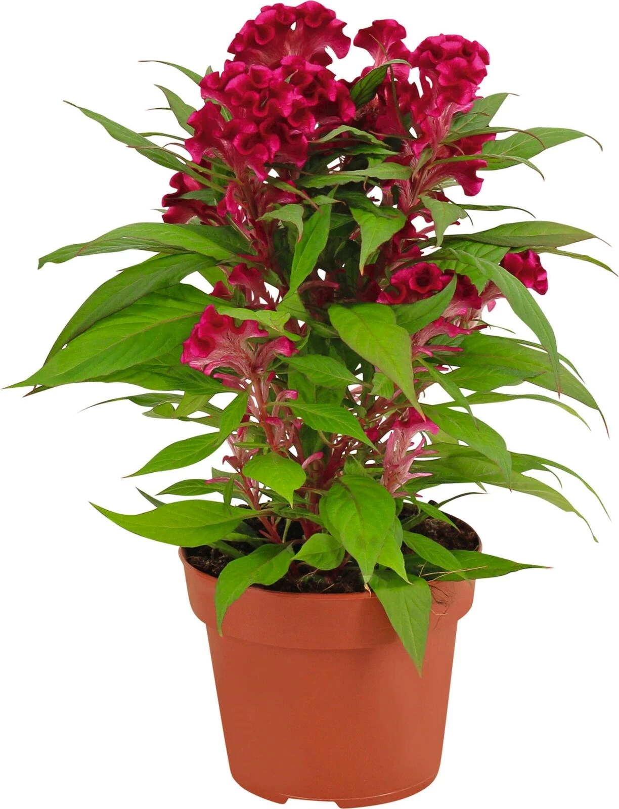 Celosia Cristata violett P13 cm