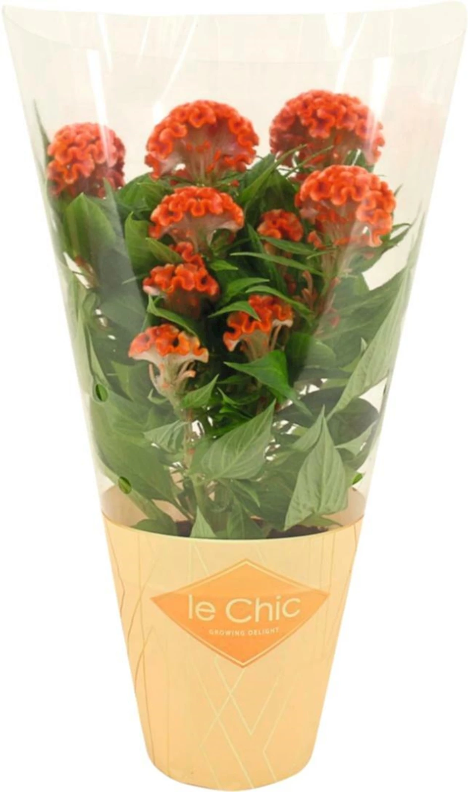 Celosia Cristata orange P13 cm