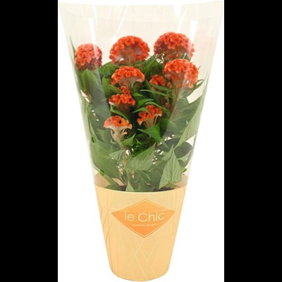 Celosia Cristata orange P13 cm