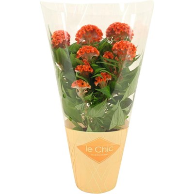 Celosia Cristata orange P13 cm