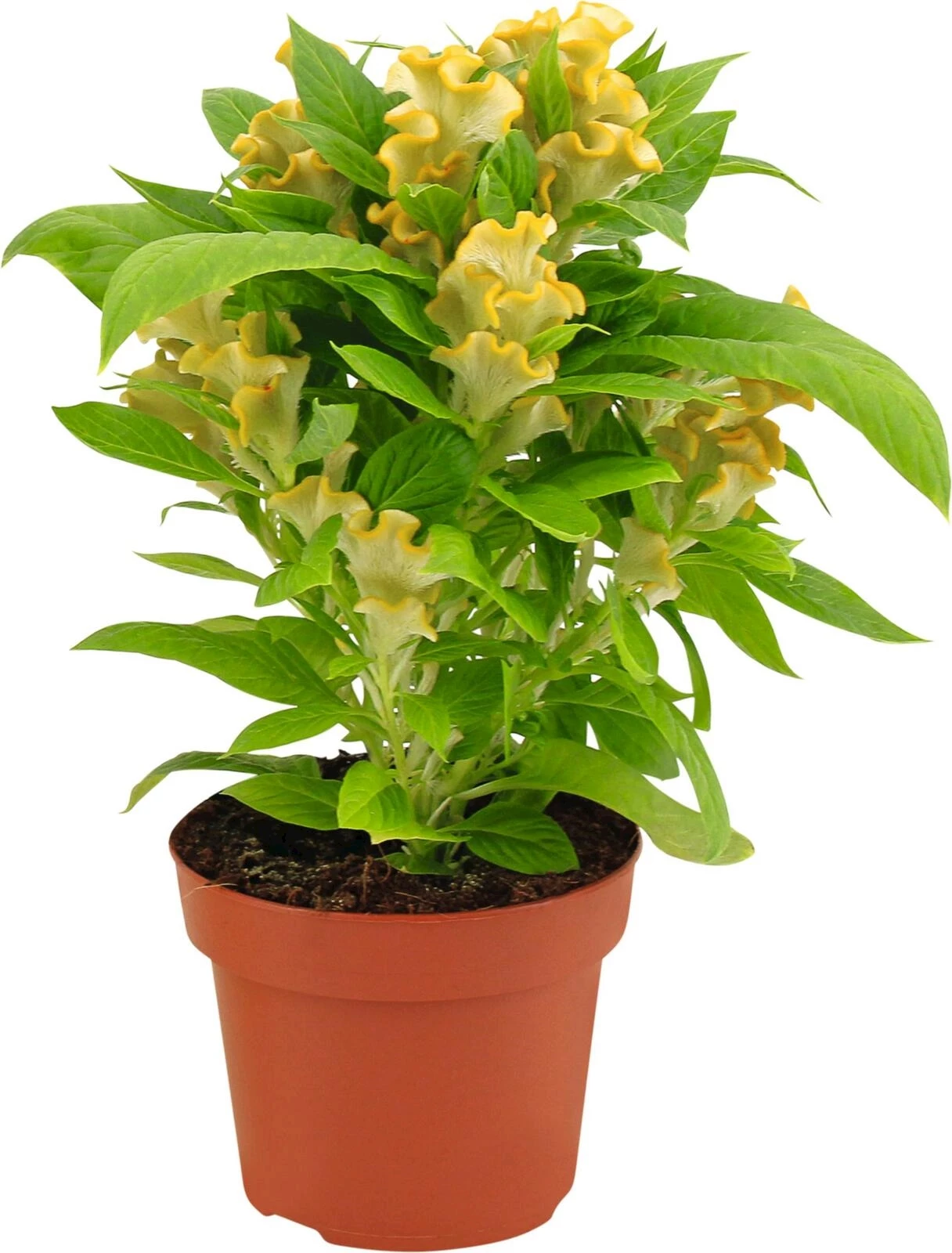 Celosia Cristata jaune P13 cm