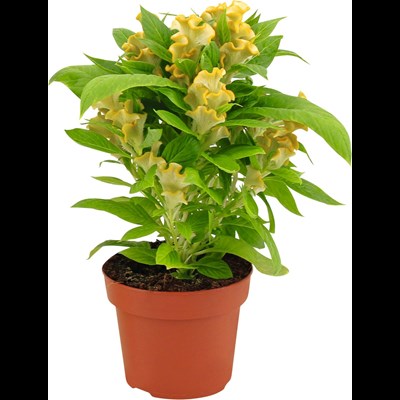 Celosia Cristata jaune P13 cm