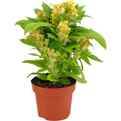 Celosia Cristata gelb P13 cm