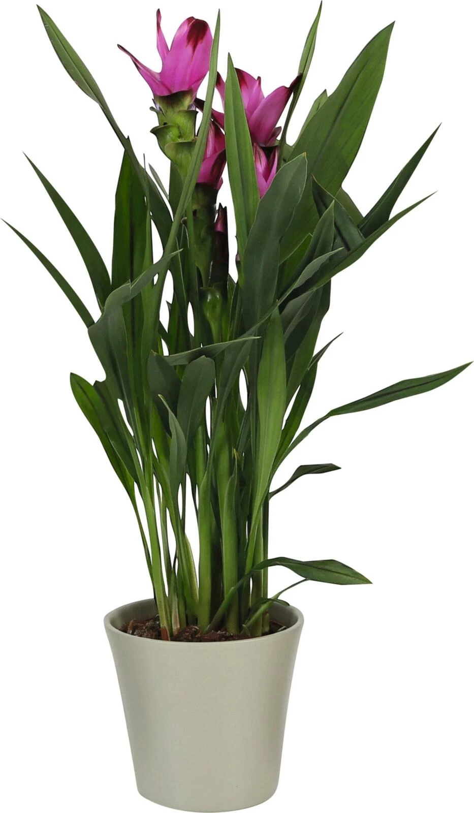 Curcuma Siam Splash in taupe Keramik P14