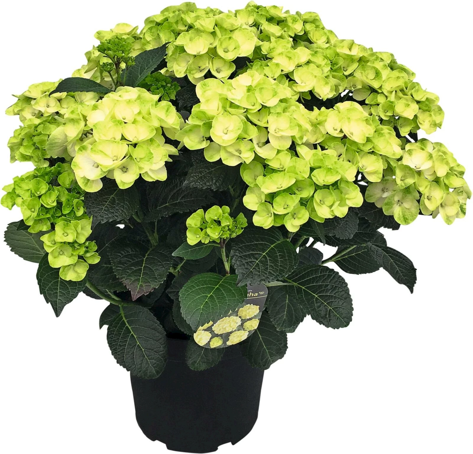 Hydrangea Premium 20+ weiss-grün P26 cm