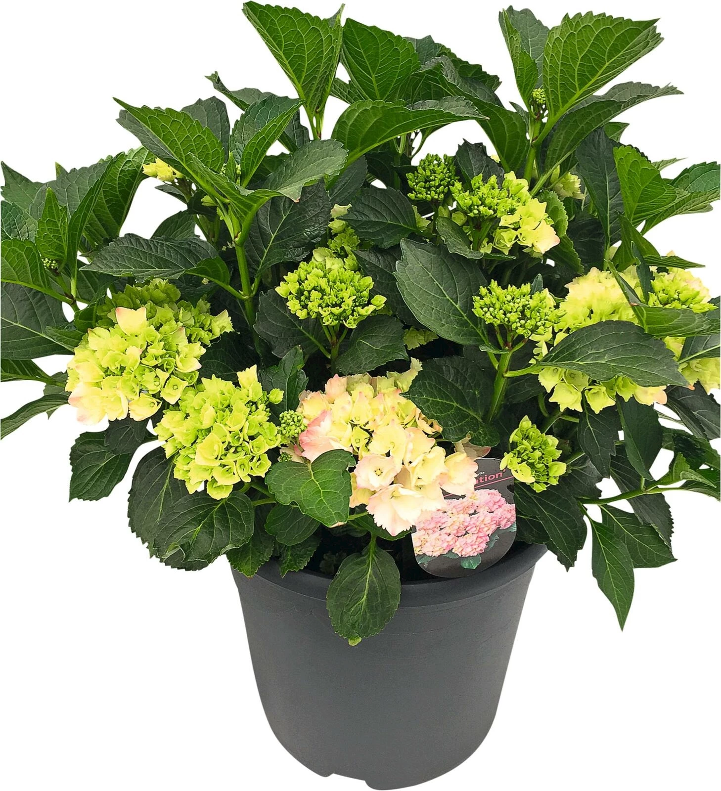 Hydrangea Premium 20+ rosa P26 cm