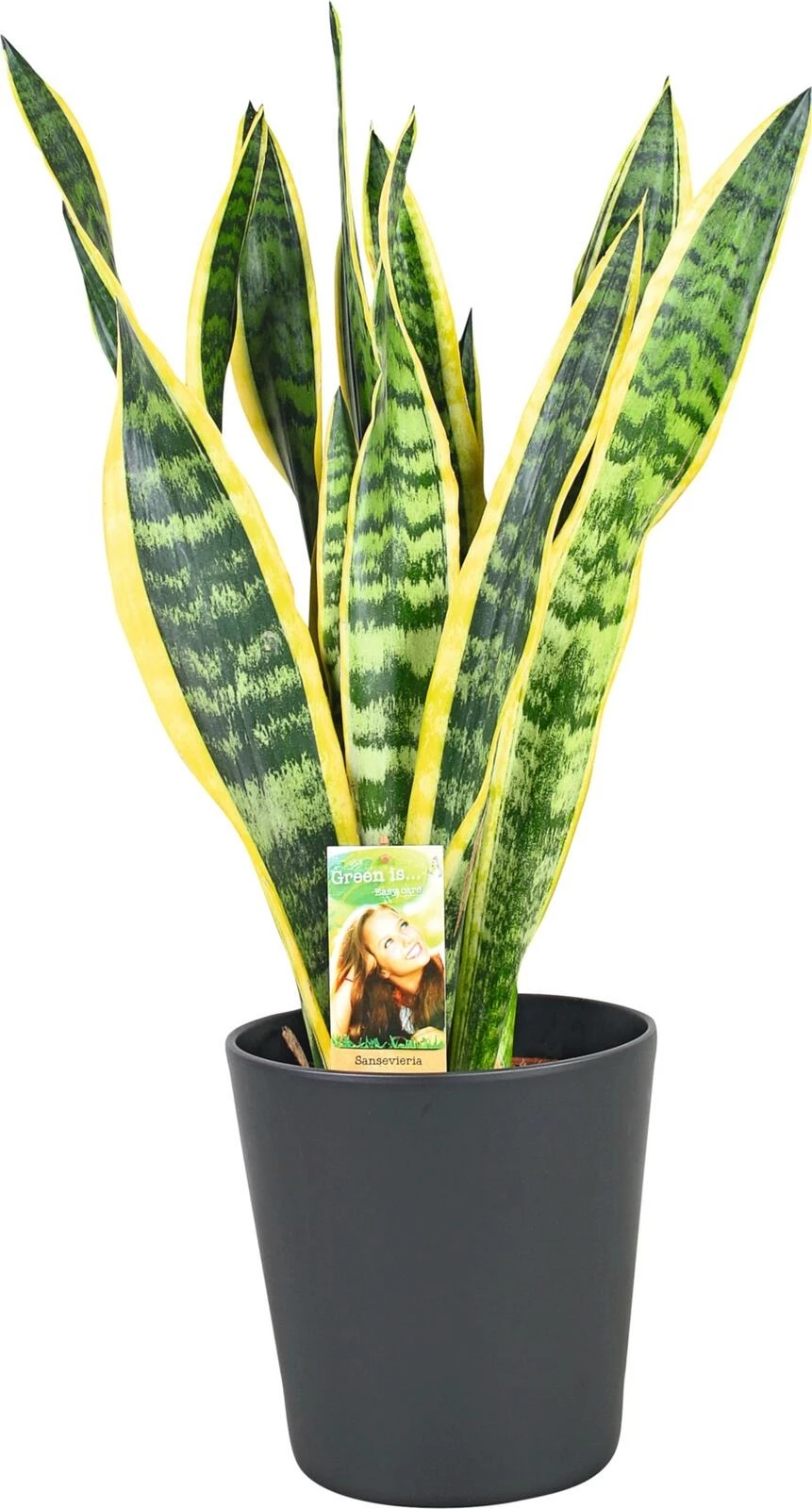 Sansevieria laurentii in Keramik P21 cm