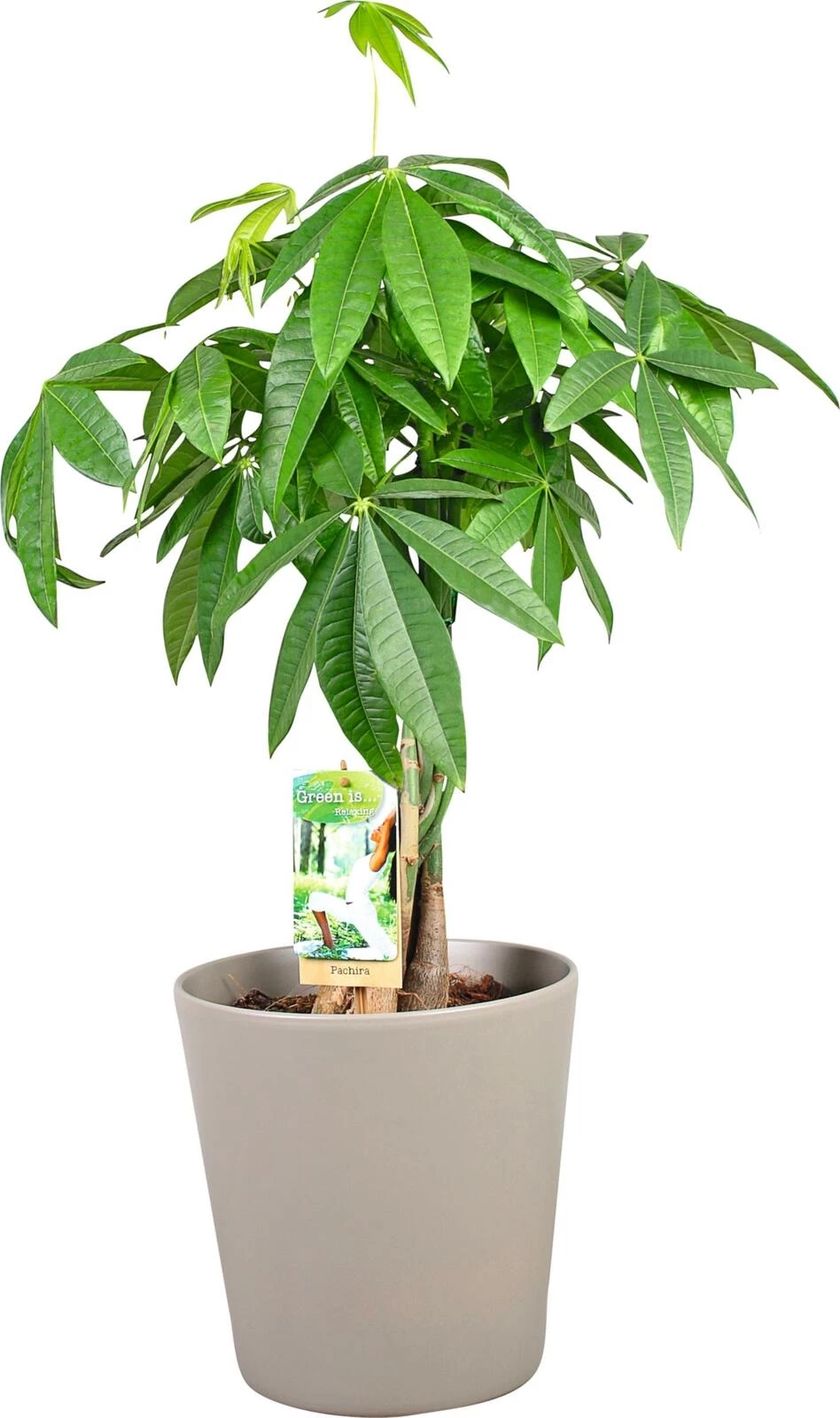 Pachira in Keramik P21 cm