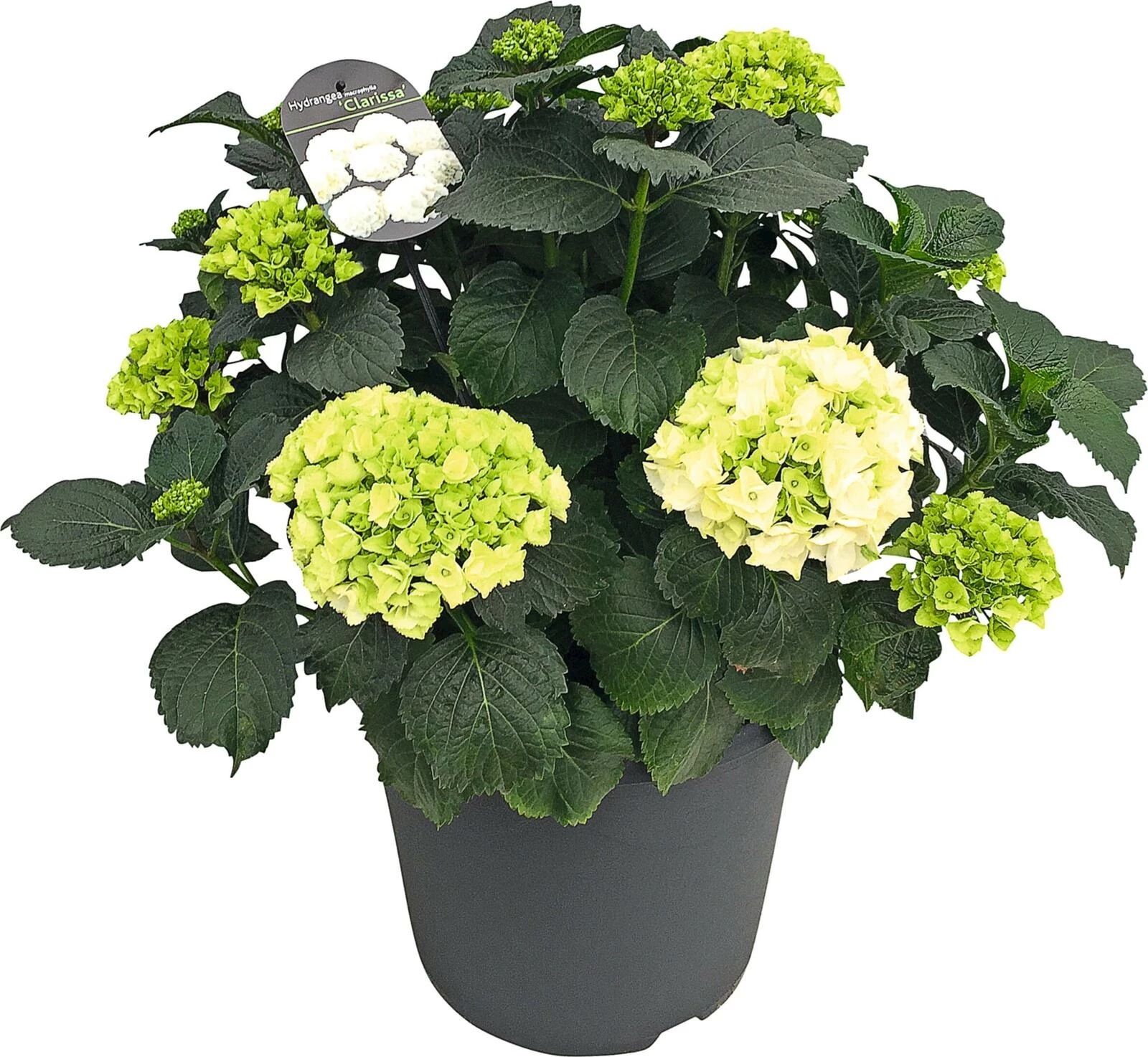 Hydrangea Premium 25+ blanc-vert P35 cm