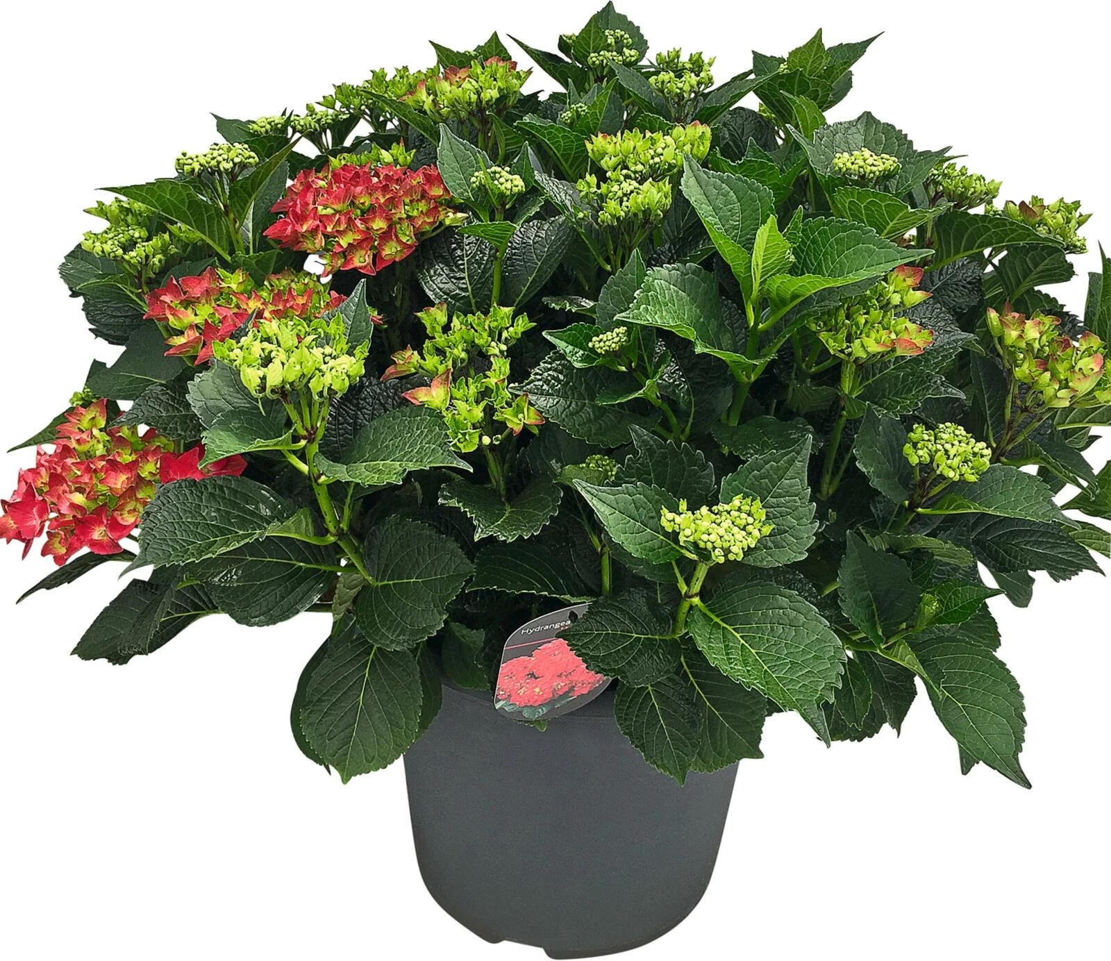 Hydrangea Premium 25+ rot P35 cm