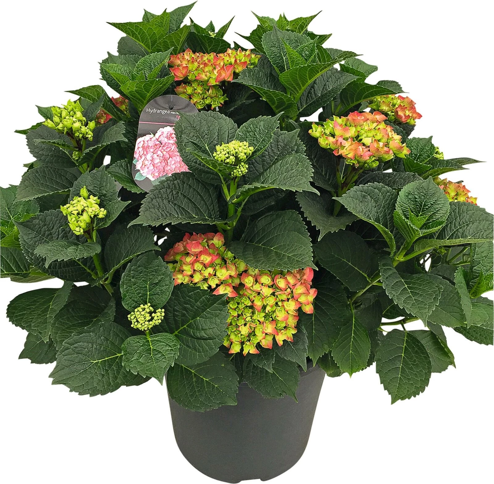 Hydrangea Premium 25+ rosa P35 cm