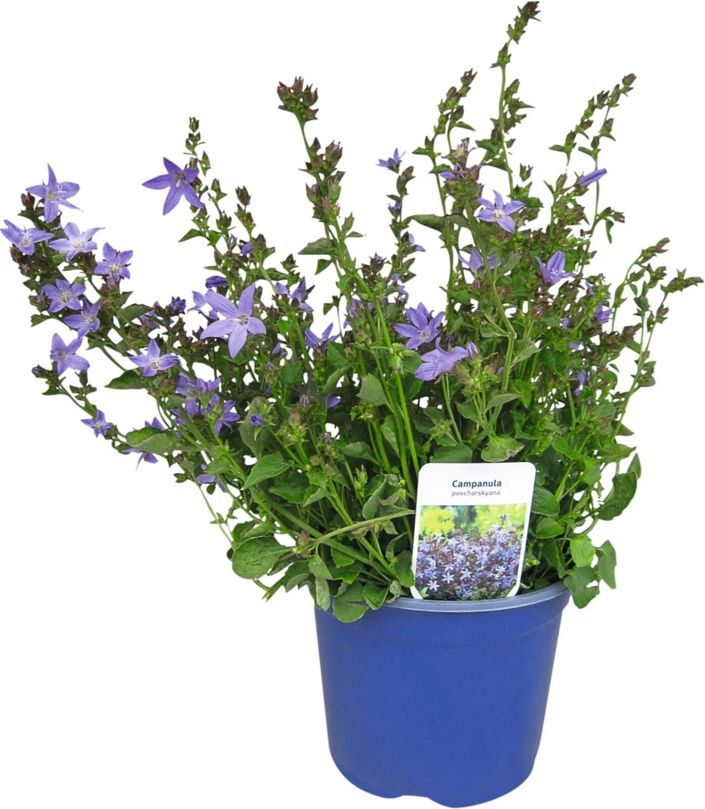 Vivace Campanula P19 cm