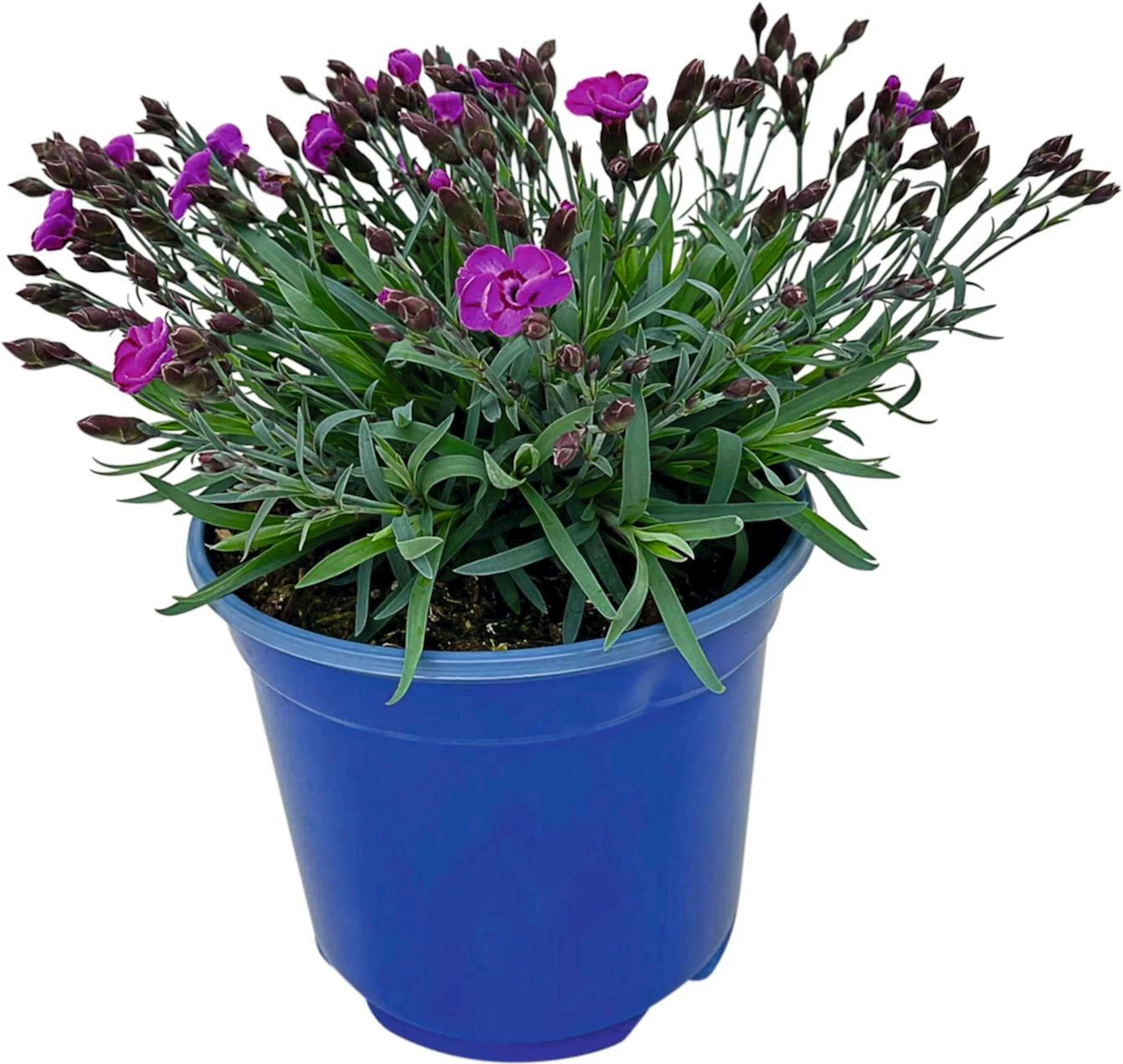 Vivace Dianthus P19 cm