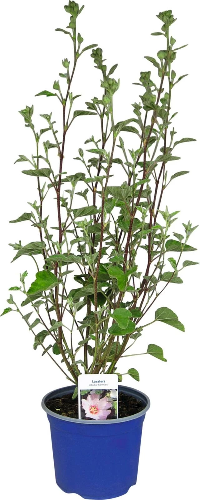 Vivace Lavatera P19 cm