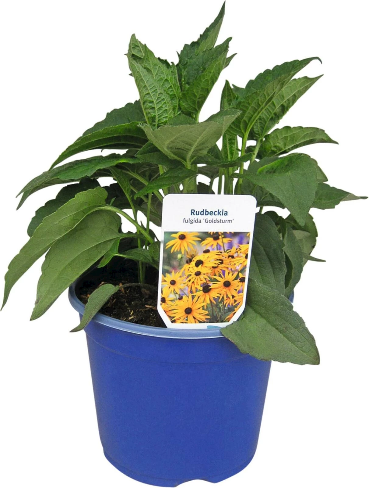 Vivace Rudbeckia P19 cm