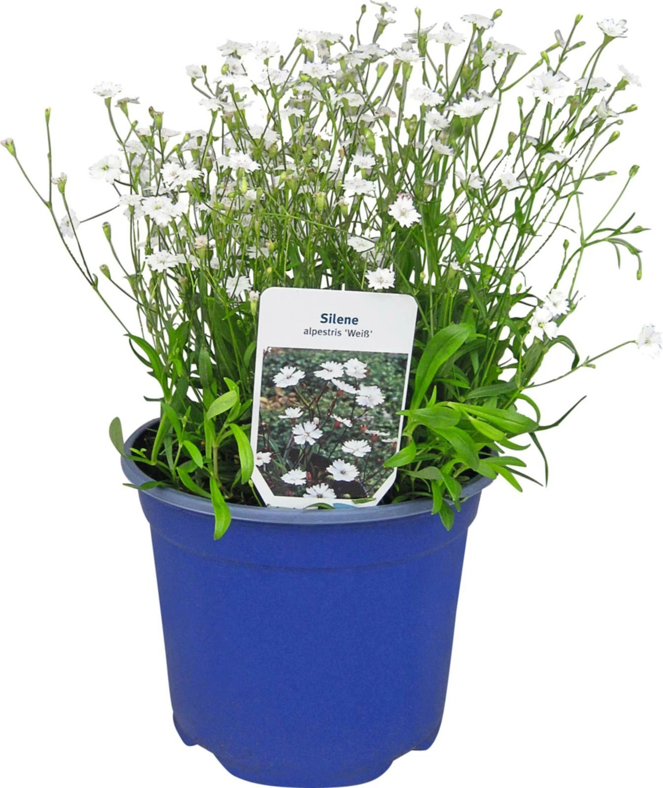 Vivace Silene P19 cm