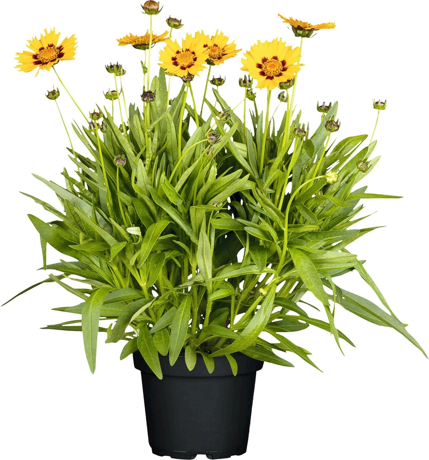 Staude Solitär Coreopsis P25 cm