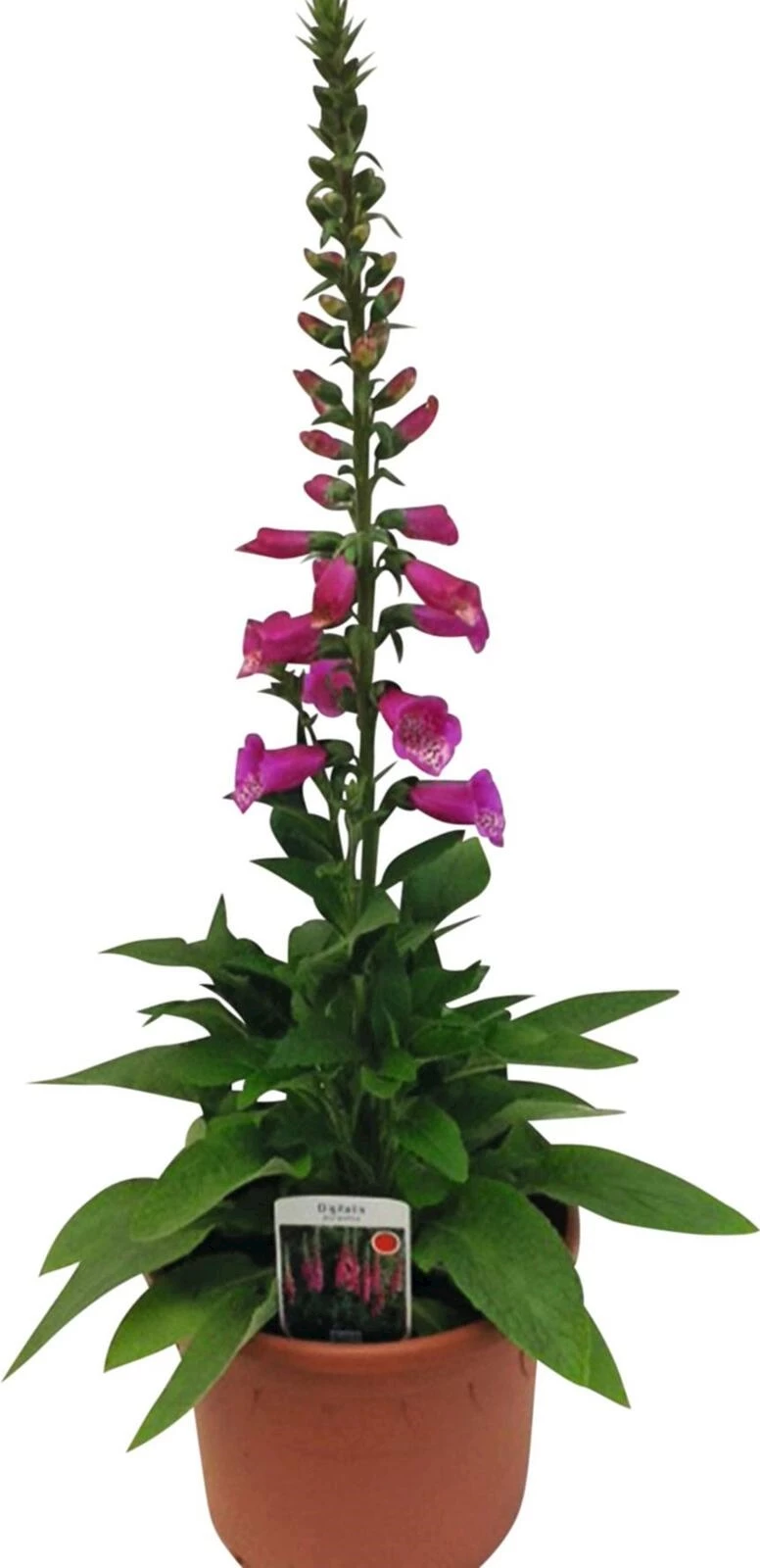 Staude Solitär Digitalis P25 cm