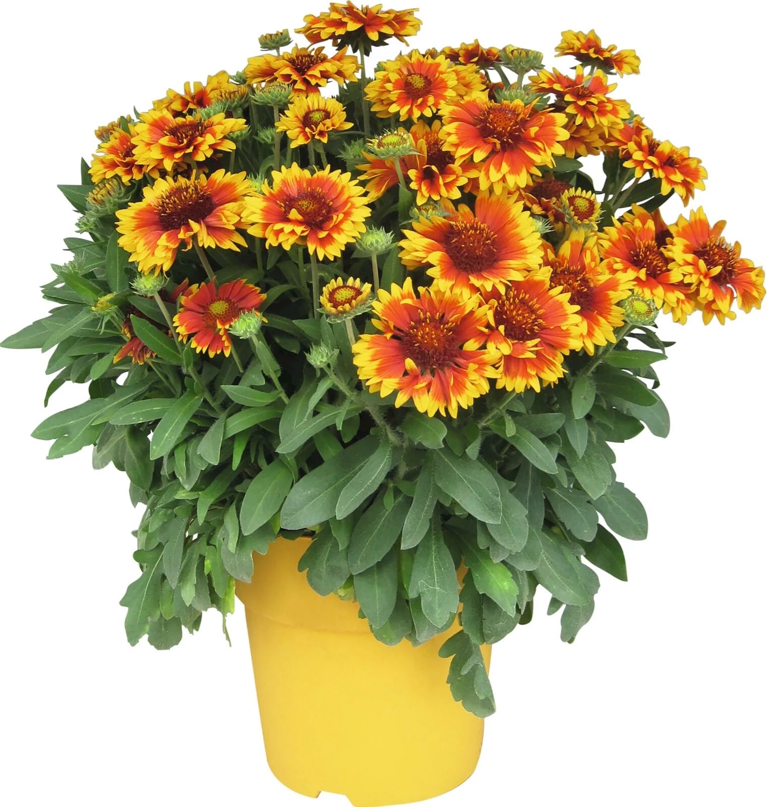 Staude Solitär Gailardia P25 cm kaufen Kletterpflanzen u. mehrjährige