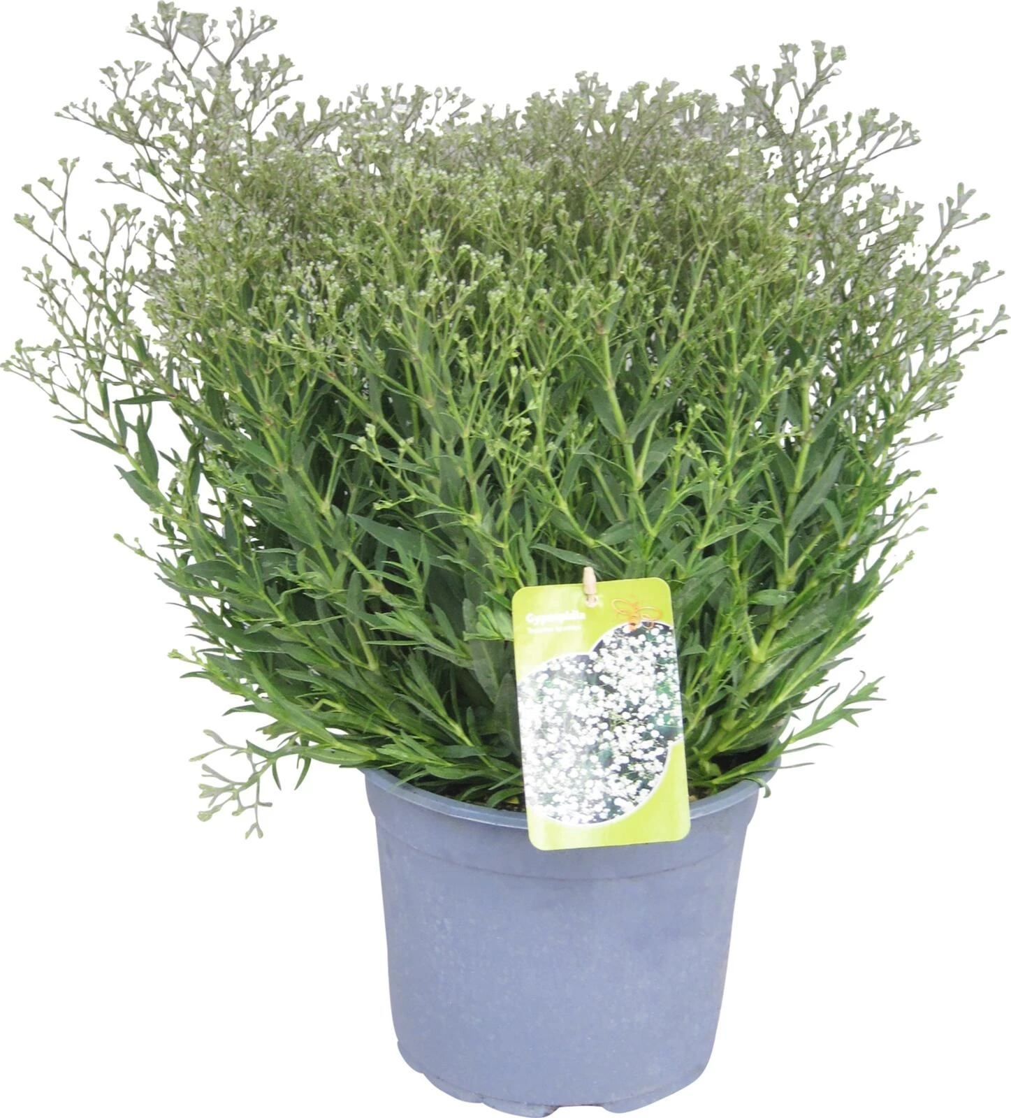 Vivace solitaire Salvia nemorosa P25 cm