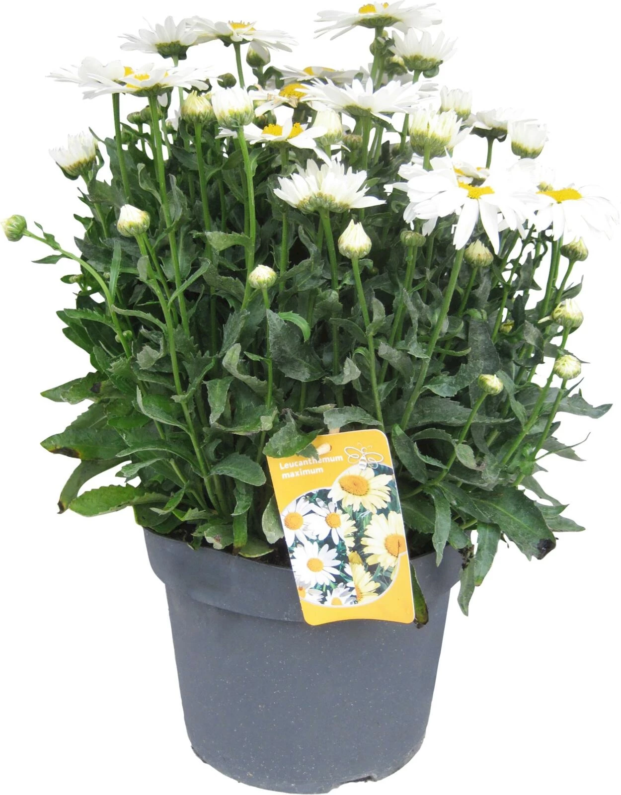 Vivace solitaire Leucanthemum P25 cm