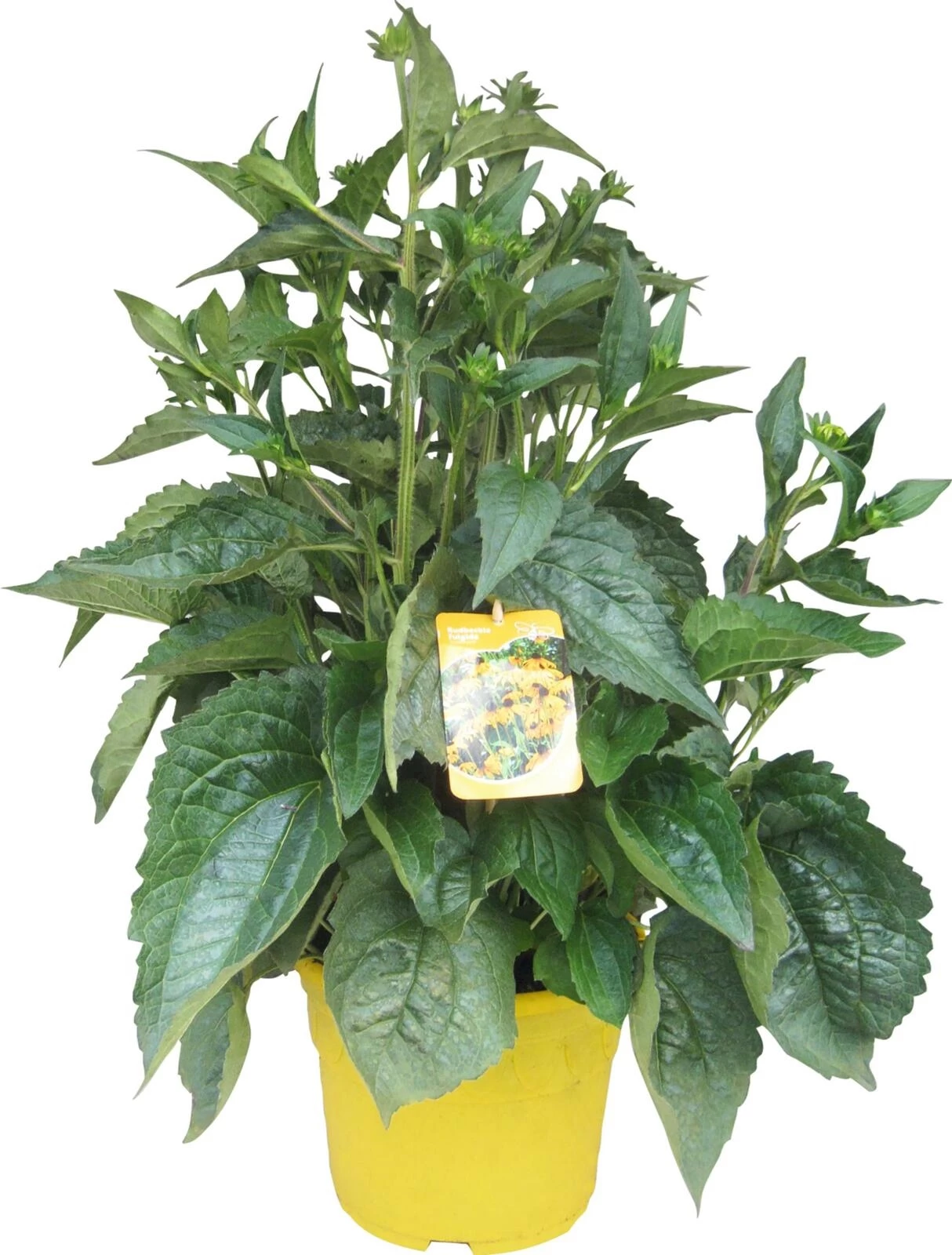 Vivace solitaire Rudbeckia P25 cm