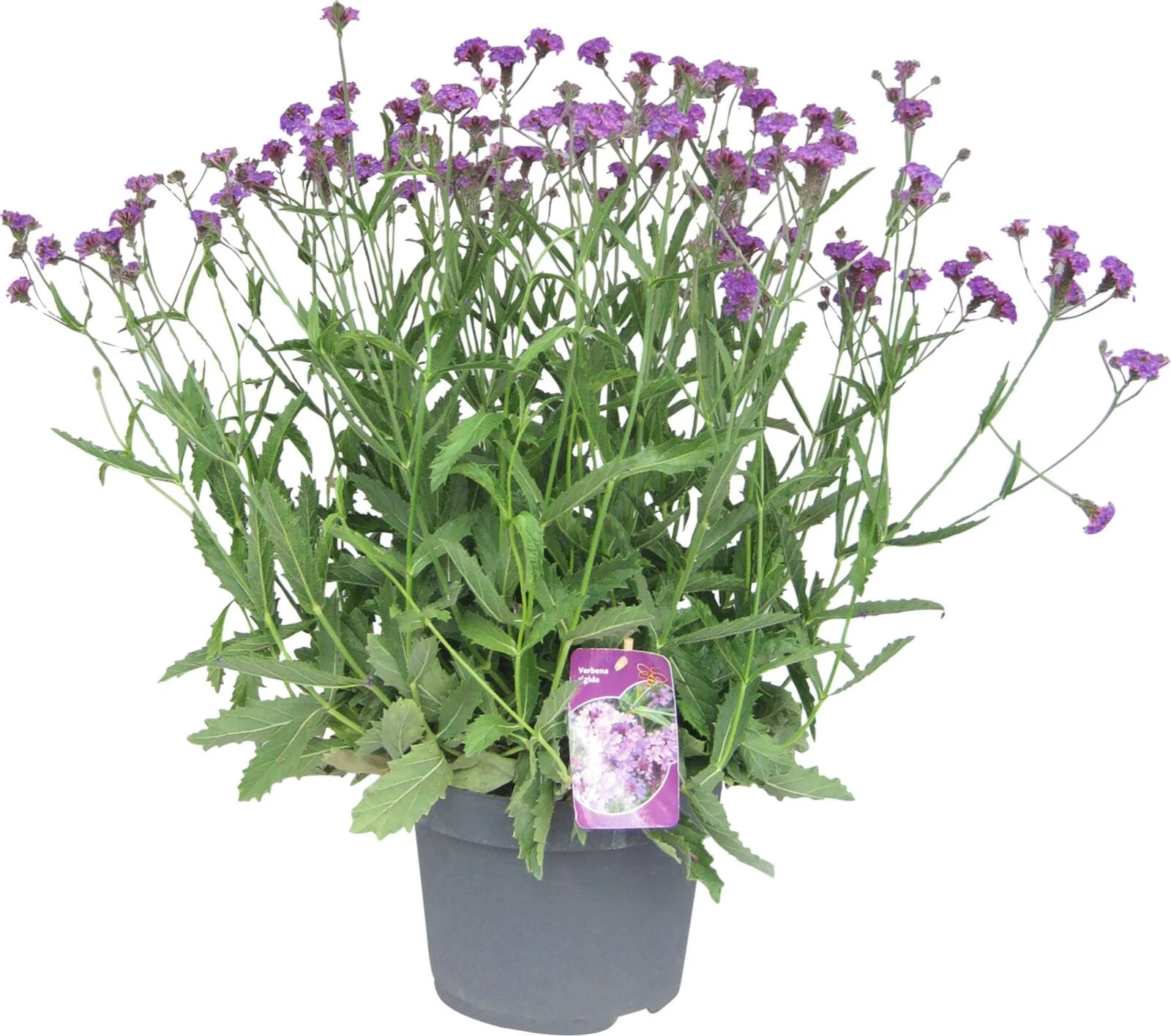 Vivace solitaire Verbena P25 cm