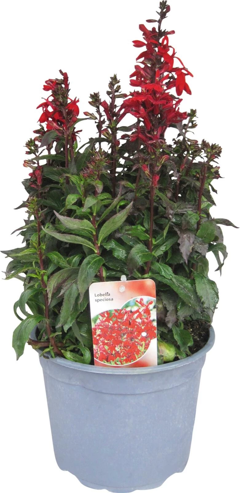 Staude Solitär Digitalis pupurea P25 cm